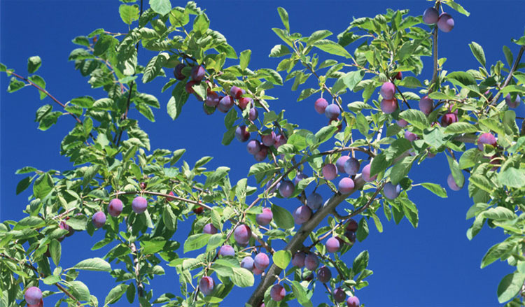 新疆 西梅 1斤装