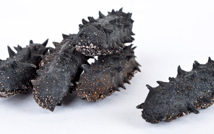 速发海参好不好?-谁知道家庭怎样速发海参?